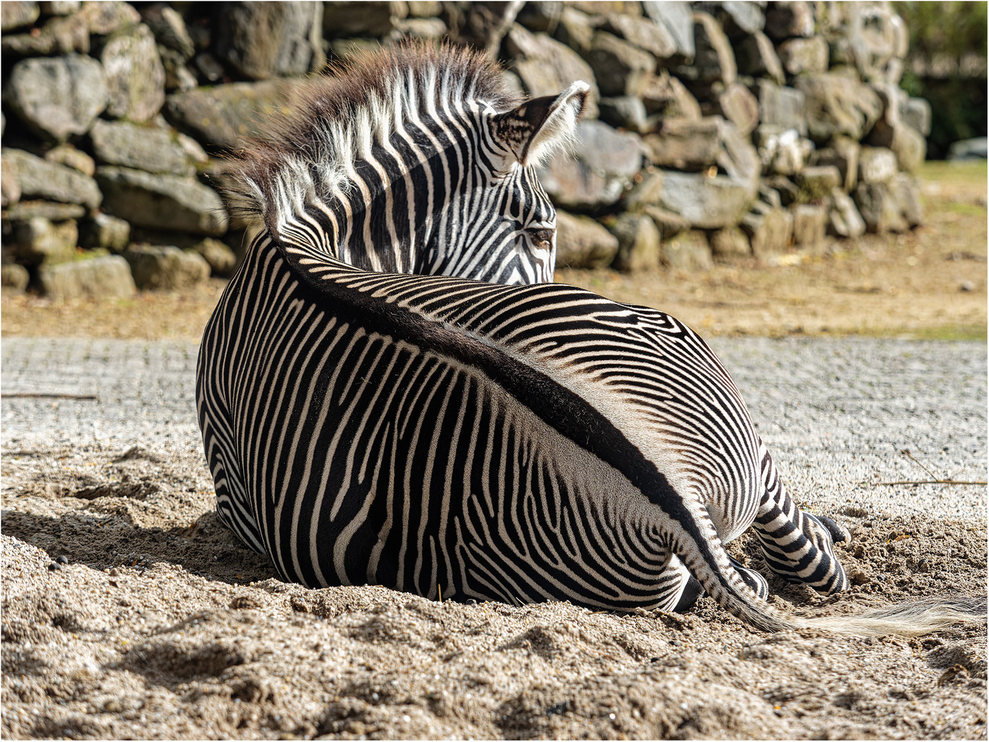 Grevyzebra