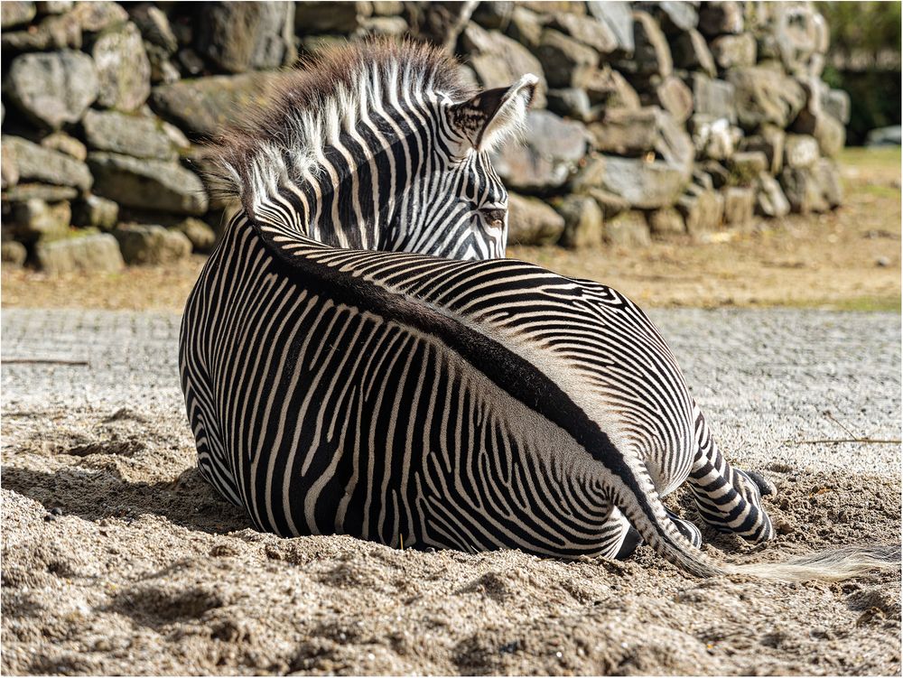 Grevyzebra