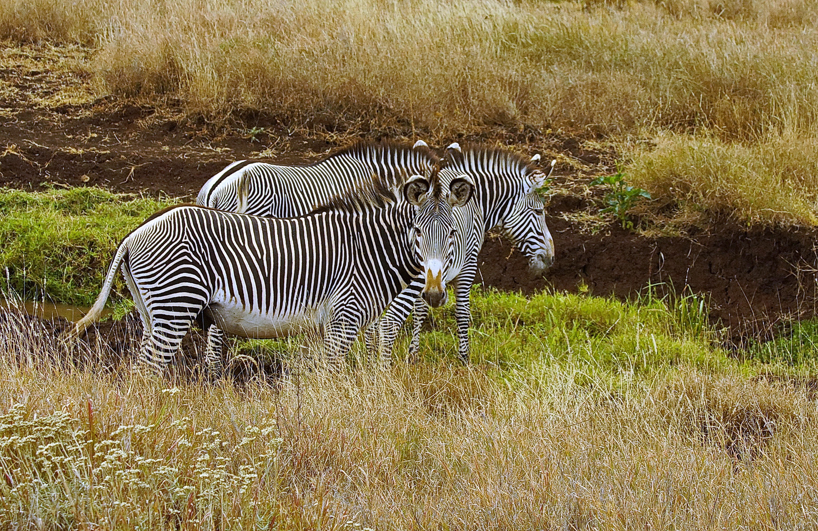 Grevyzebra