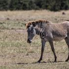 Grevyzebra