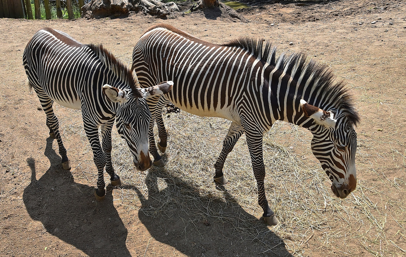 Grevyzebra (Equus grevyi)