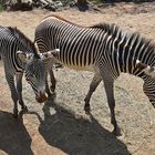 Grevyzebra (Equus grevyi)