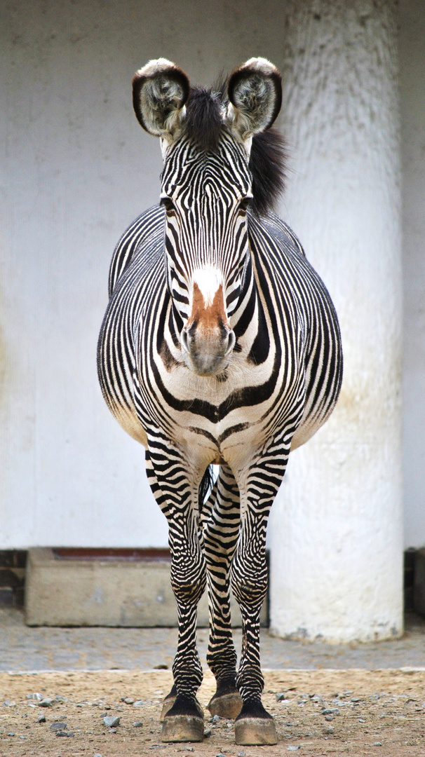 Grevyzebra (Equus grevyi) 2