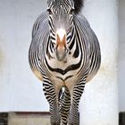 Grevyzebra (Equus grevyi) 2