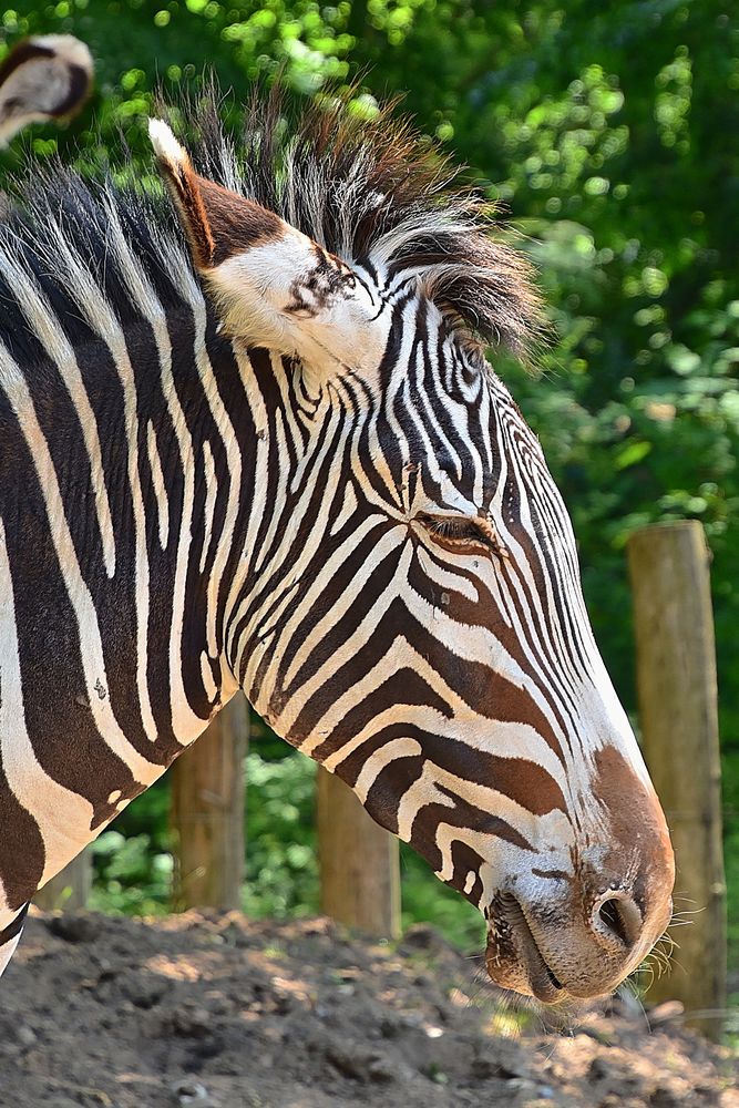 Grevyzebra (Equus grevyi) Foto & Bild natur, zoo, tiere Bilder auf