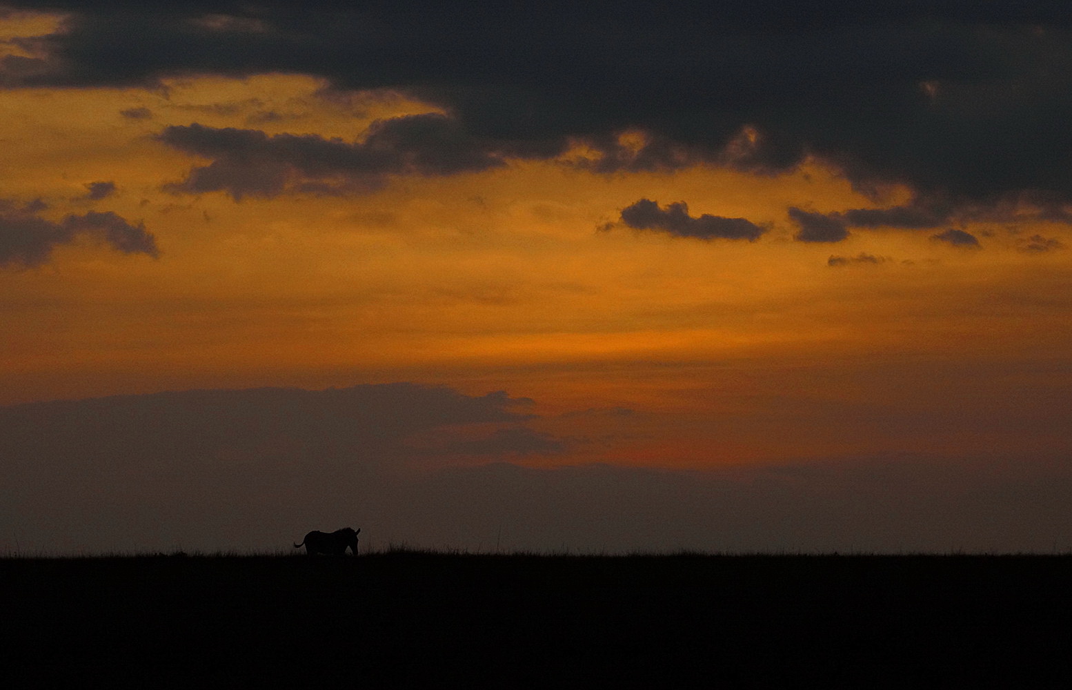 Grevyzebra im Abendrot