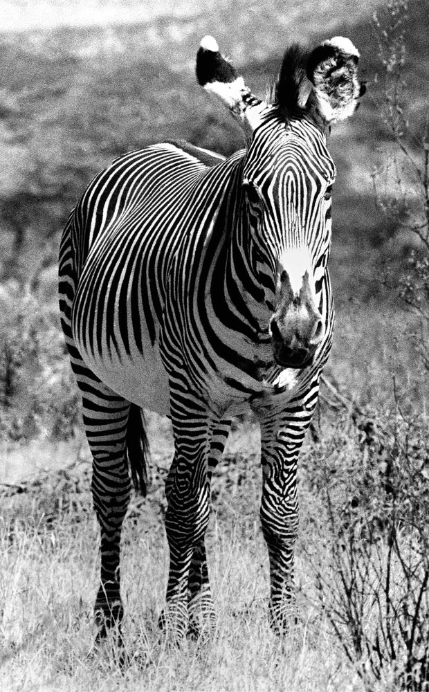 Grevyzebra in Buffalo Spring