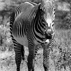 Grevyzebra in Buffalo Spring