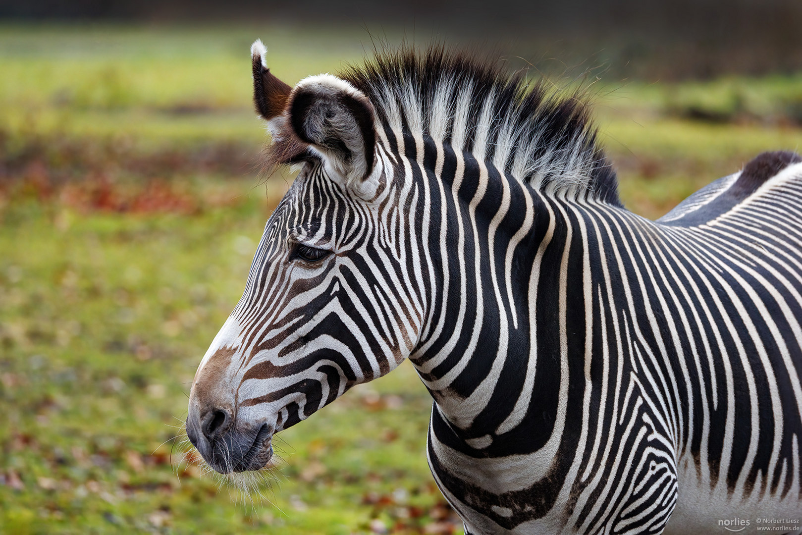 Grevyzebra Portrait