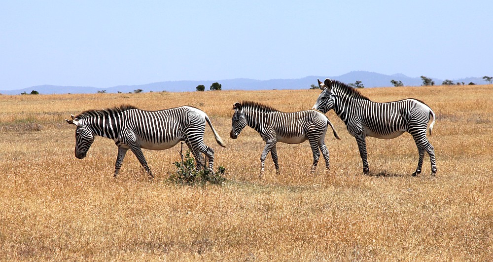 Grevyzebras