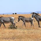 Grevyzebras