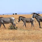 Grevyzebras