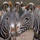 Grevyzebras