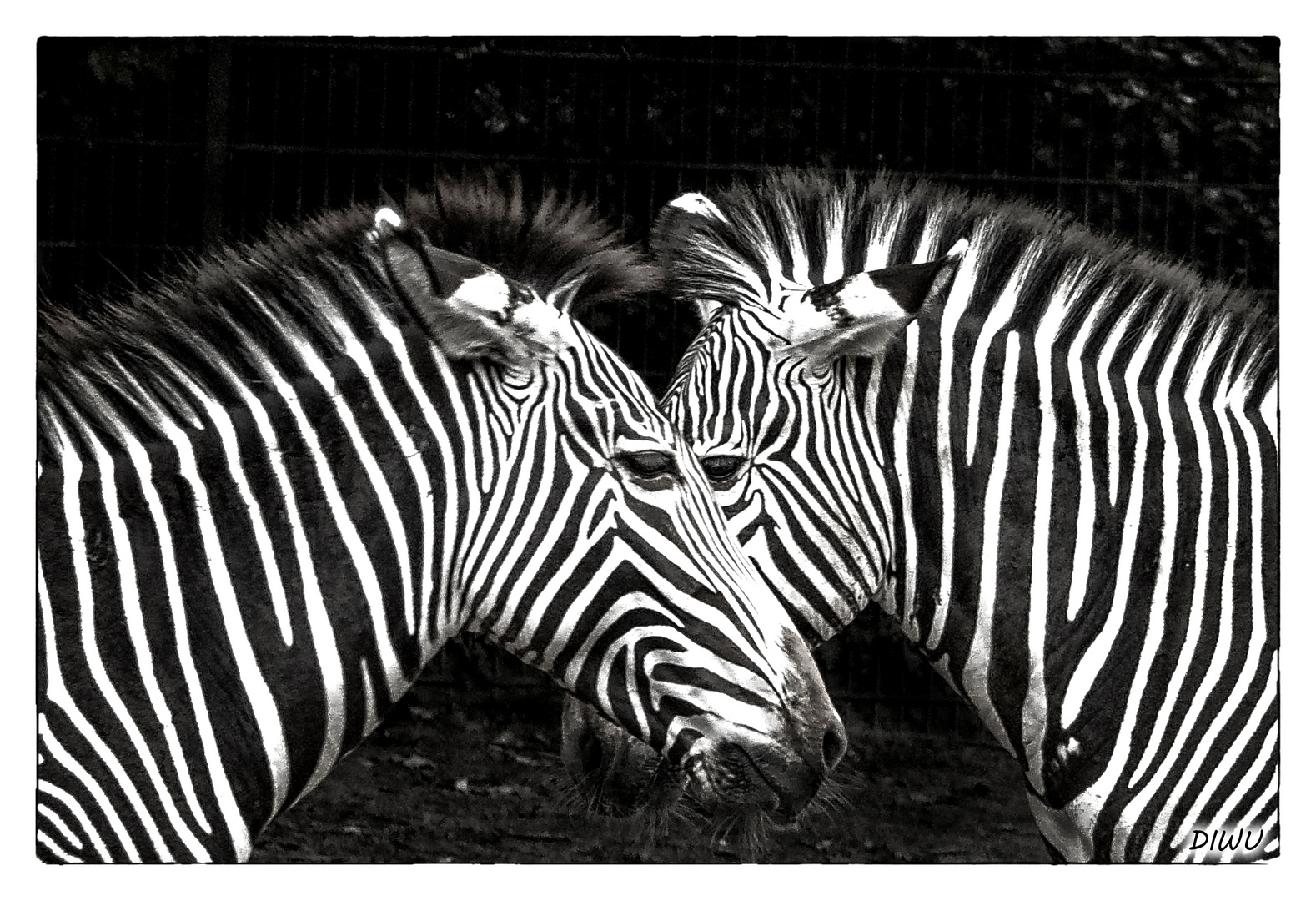 Grevyzebras