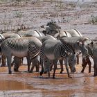 Grevyzebras im „Schokoladenfluss“