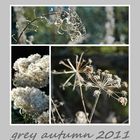 grey autumn 2011