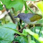 Grey-backed Camaroptera (Camaroptera brevicaudata)