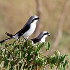 Grey-backed fiscal
