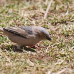 Grey-capped social weaver