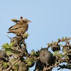 Grey capped social Weaver,(Pseudonigrita arnaudi)