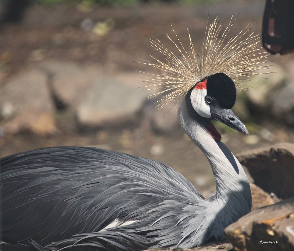 Grey Crowned Crane