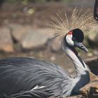 Grey Crowned Crane