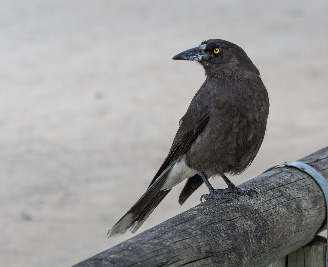 Grey Currawong