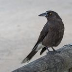 Grey Currawong