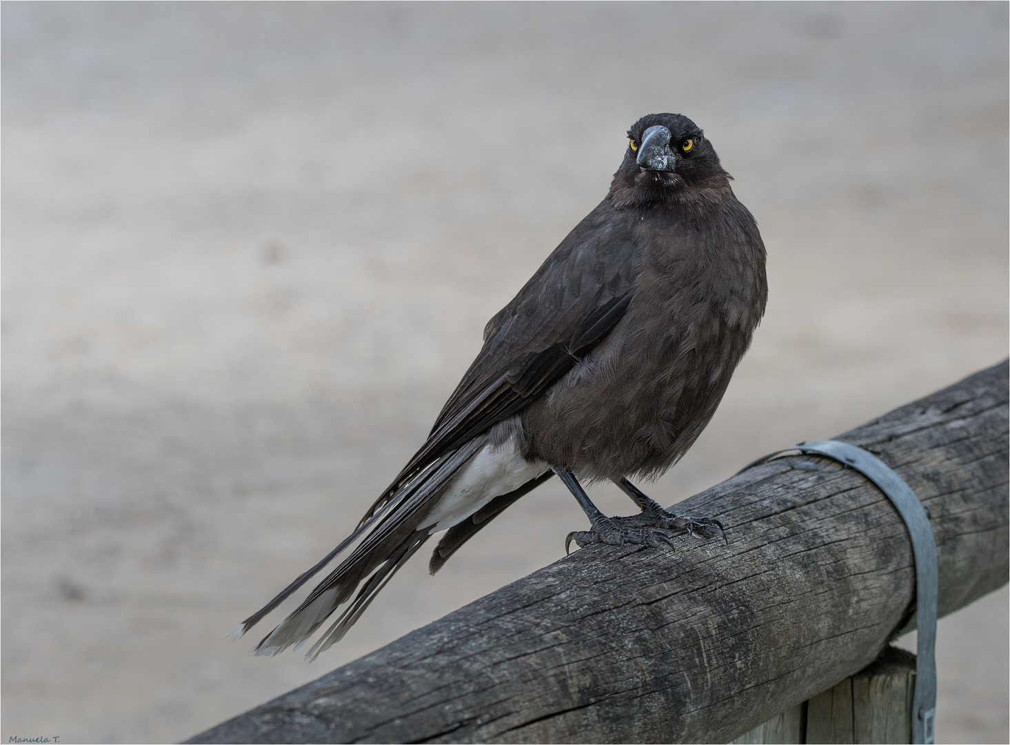 Grey Currawong ...does not look very friendly 