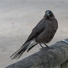 Grey Currawong ...does not look very friendly 