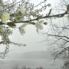 Grey Day in Spring ... Brombachsee