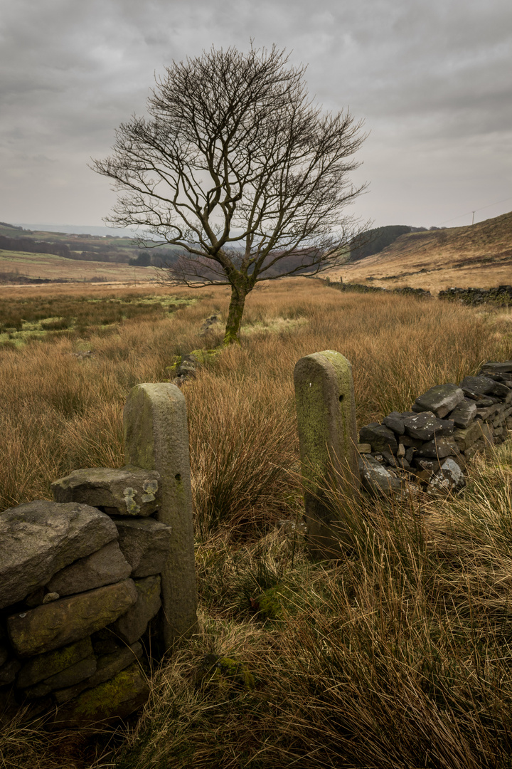 Grey Day on the Moors 1