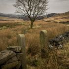 Grey Day on the Moors 1