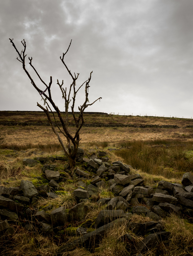 Grey Day on the Moors 3