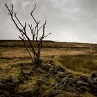 Grey Day on the Moors 3