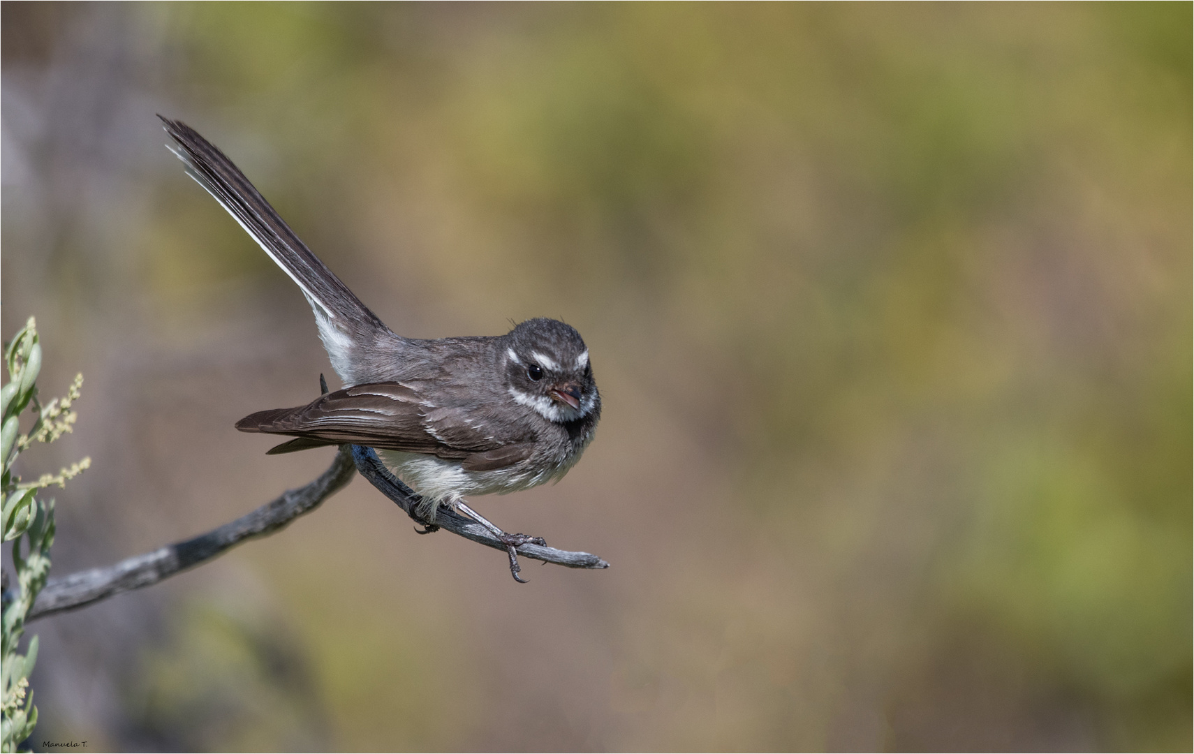 Grey Fantail