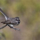 Grey Fantail