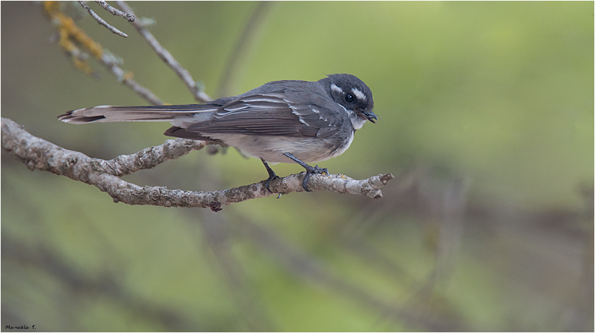 Grey fantail