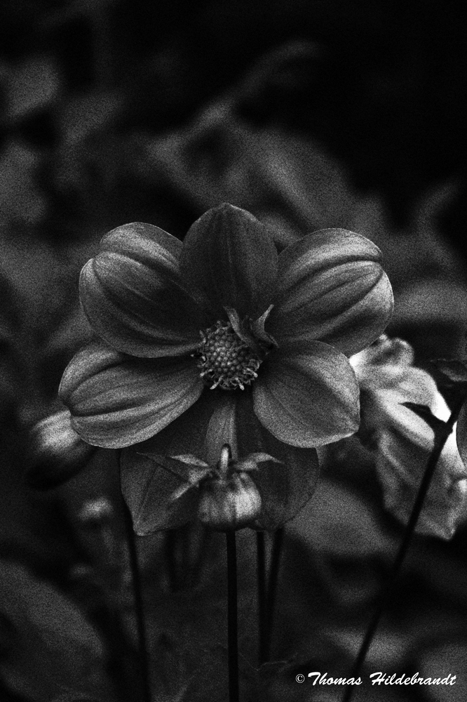 Grey Flower