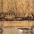 GREY GEESE meet GREY HERON