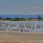 Grey geese meeting