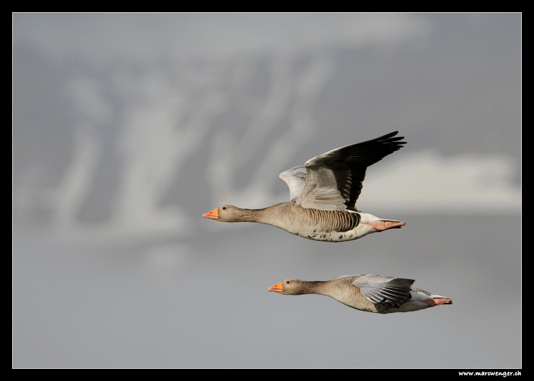 Grey Geese over Blönduós - Iceland