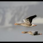 Grey Geese over Blönduós - Iceland