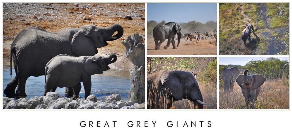 Grey giants