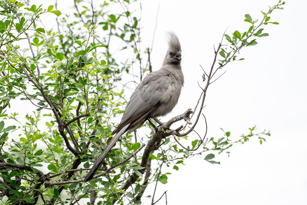 Grey Go-away-bird