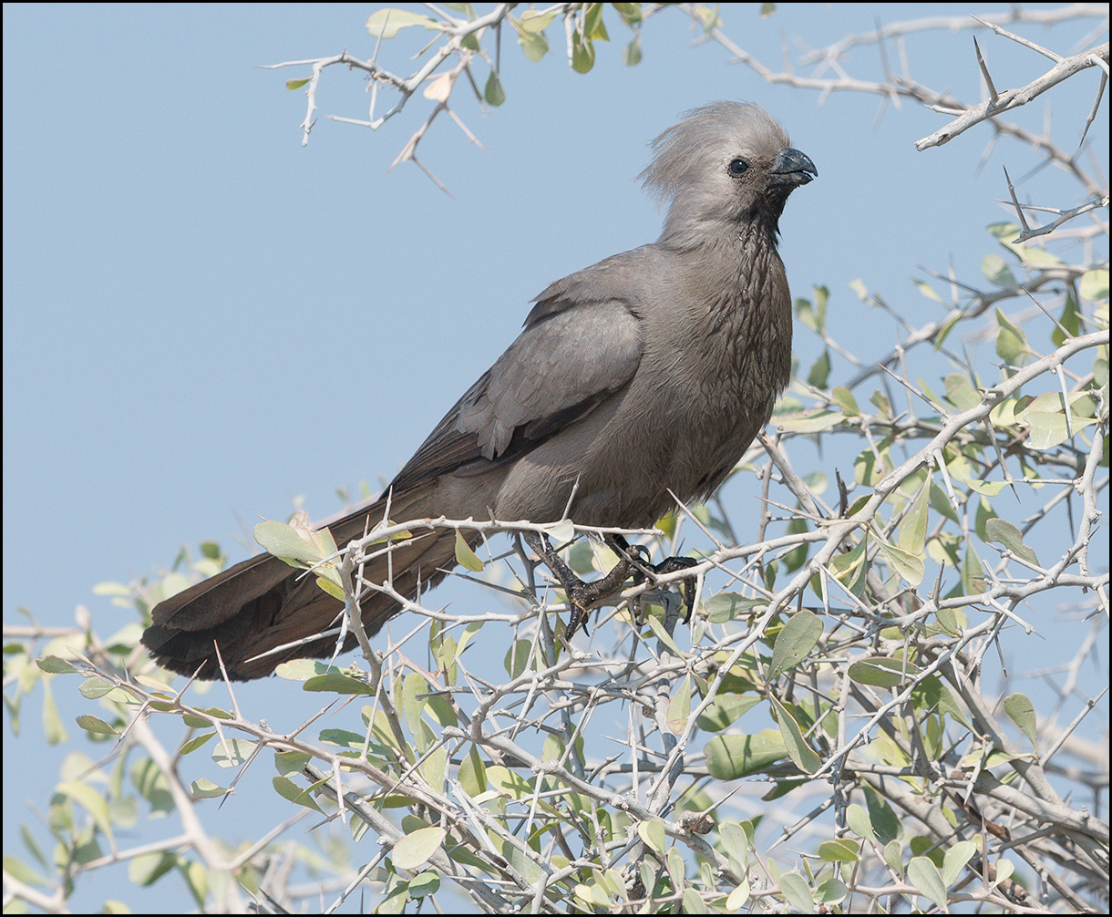 Grey go-away-bird