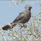 Grey go-away-bird