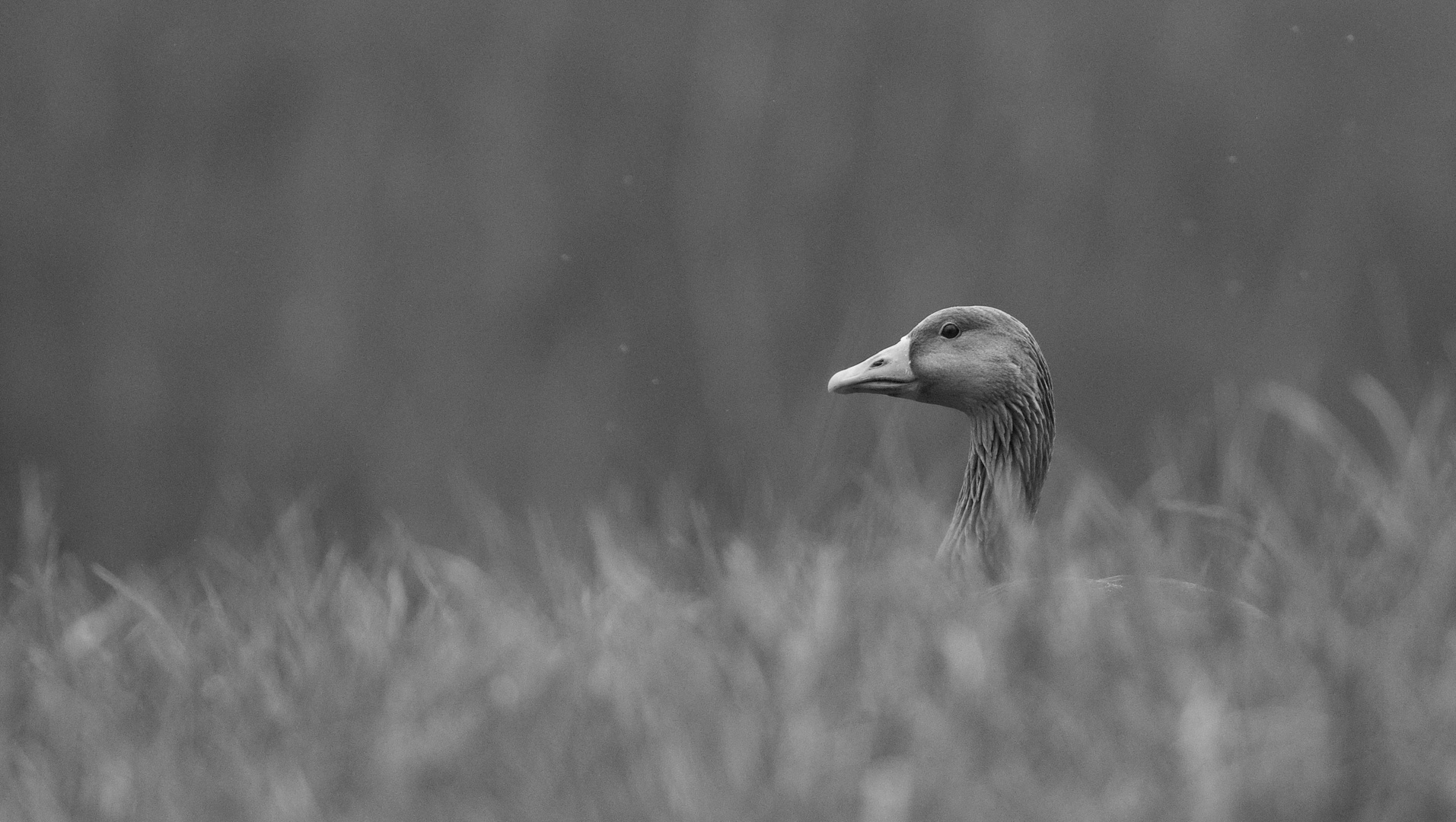 GREY.  Greylag goose