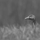 GREY.  Greylag goose