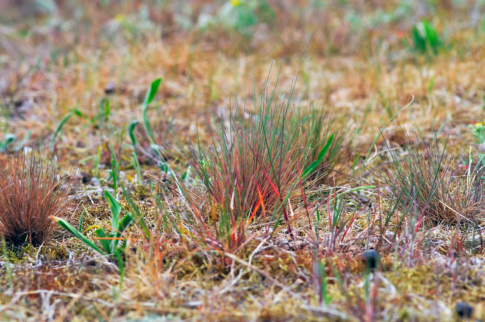 grey hair-grass